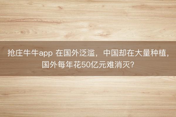 抢庄牛牛app 在国外泛滥,中国却在大量种植,国外每年花50亿元难消灭?