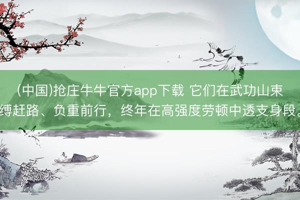 (中国)抢庄牛牛官方app下载 它们在武功山束缚赶路、负重前行，终年在高强度劳顿中透支身段。